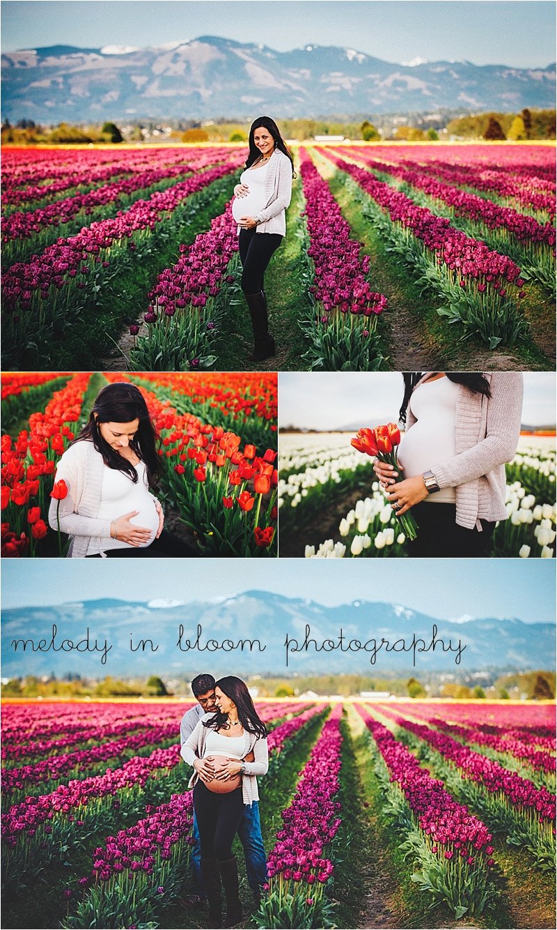 Skagit Tulips Photographer